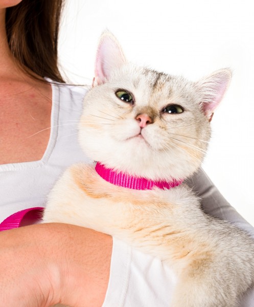 Pembe Kedi Tasması Sevk Kayışı Set Premium Kalite Kopma Yapmaz Kolon Kumaş El Acıtmaz Önleyici